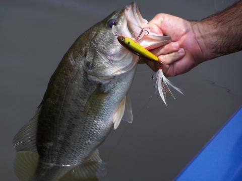 When the Water Warms Late Summer Bass Fishing Tips for Success